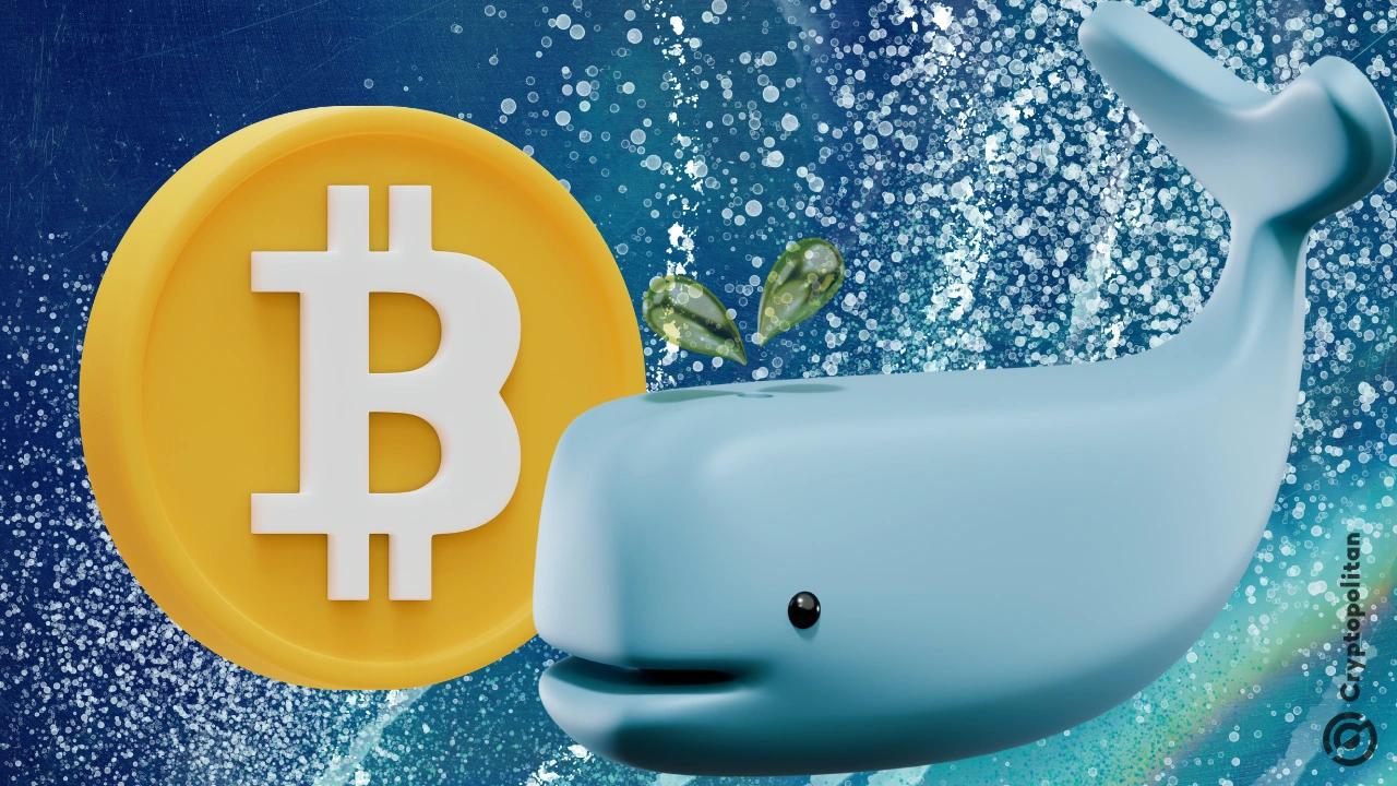比特币鲸可能是内幕交易的武装者 - 他的长期$ BTC持仓全部转向长$ eth,数百万美元的收益涂满船袋